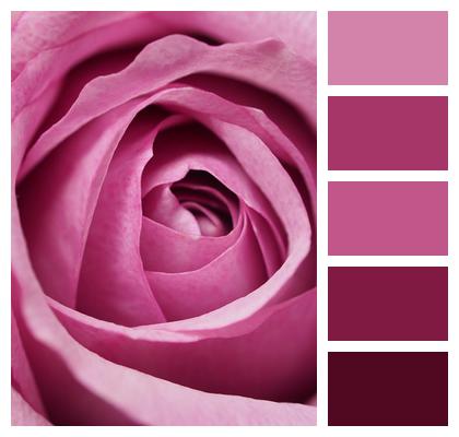 Affection Rose Phone Wallpaper Image